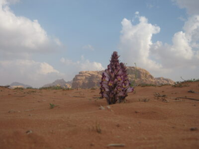 Jordan Planned Tour, Reserves in Jordan, Jordan Nature Reserves